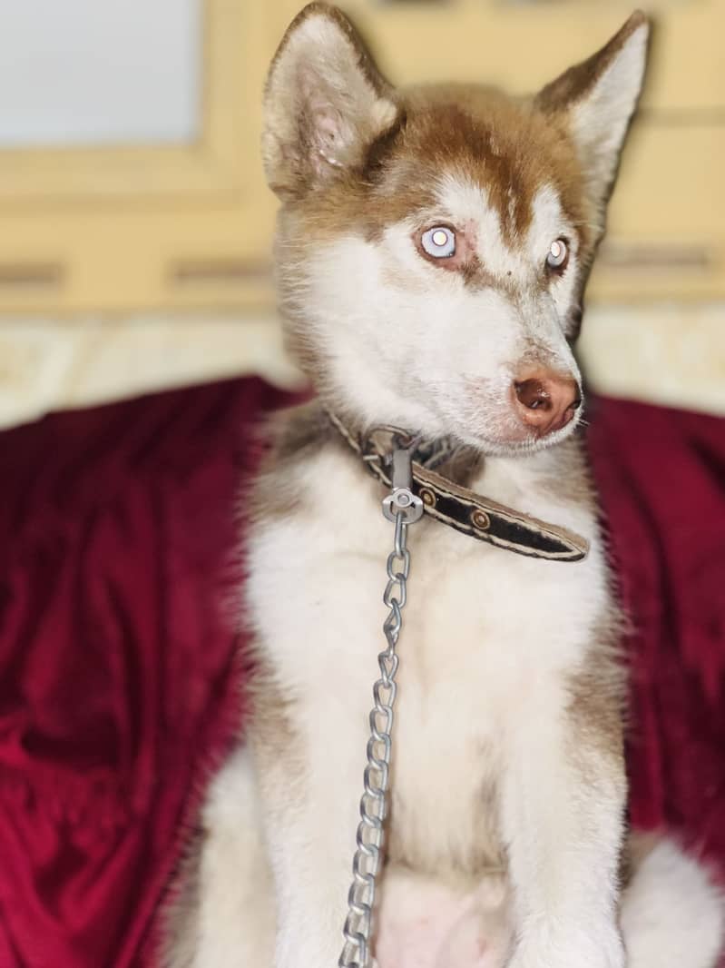 Blue eye 3