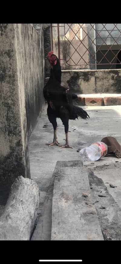 Black O shamo