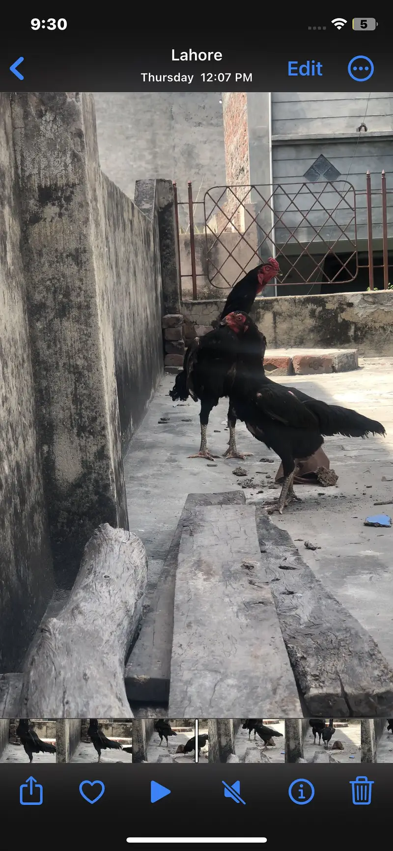 Black O shamo — photo 2