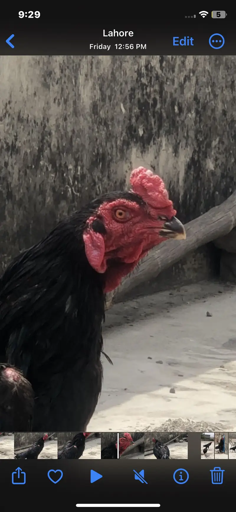 Black O shamo — photo 3