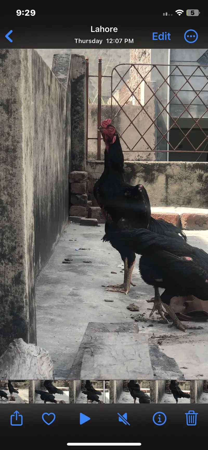 Black O shamo — photo 4