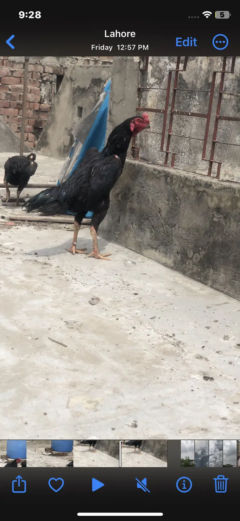 Black O shamo — photo 5