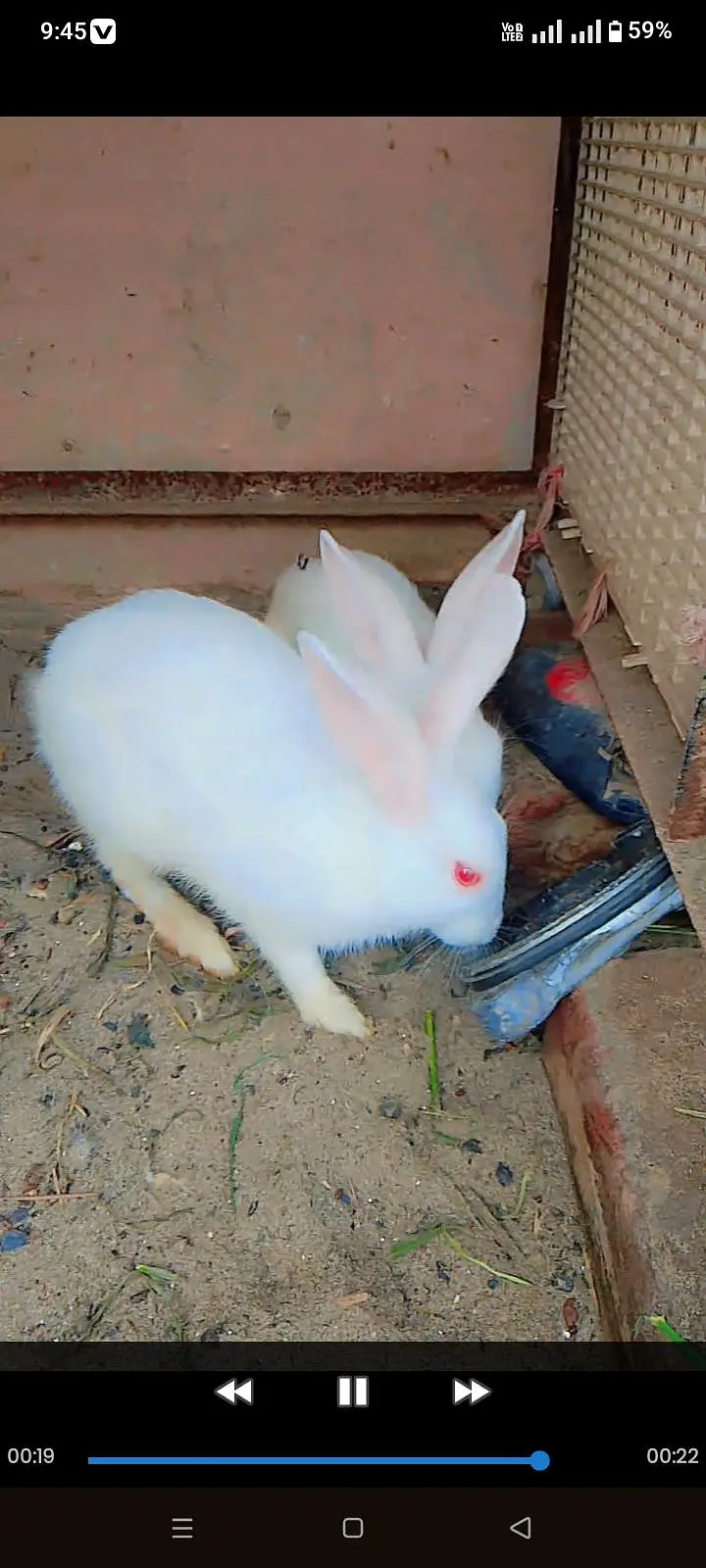 6 albino white rabbit for sale and exchange 6 dasi murgiya — photo 2