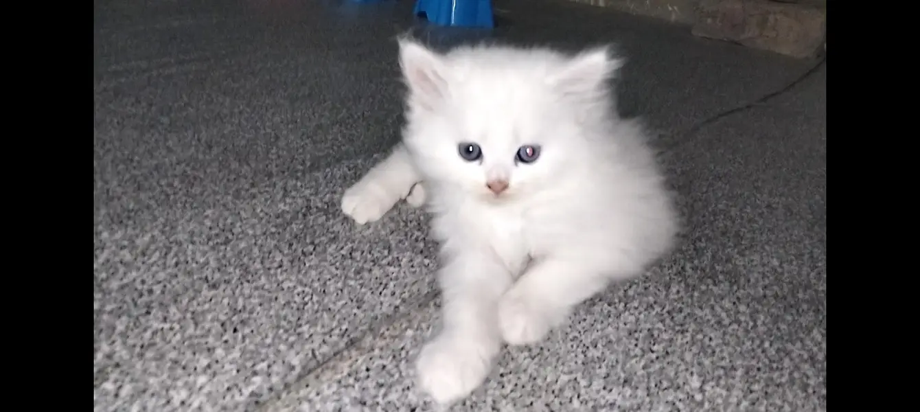 Male Perssian kitten available — photo 8
