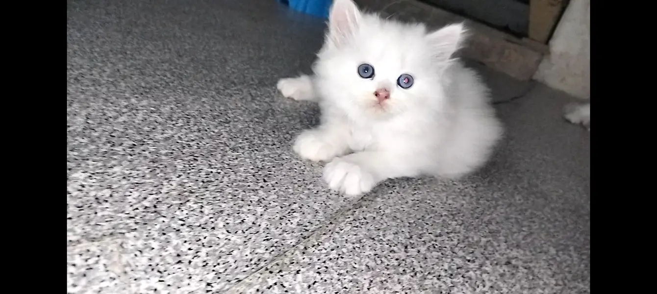 Male Perssian kitten available — photo 9