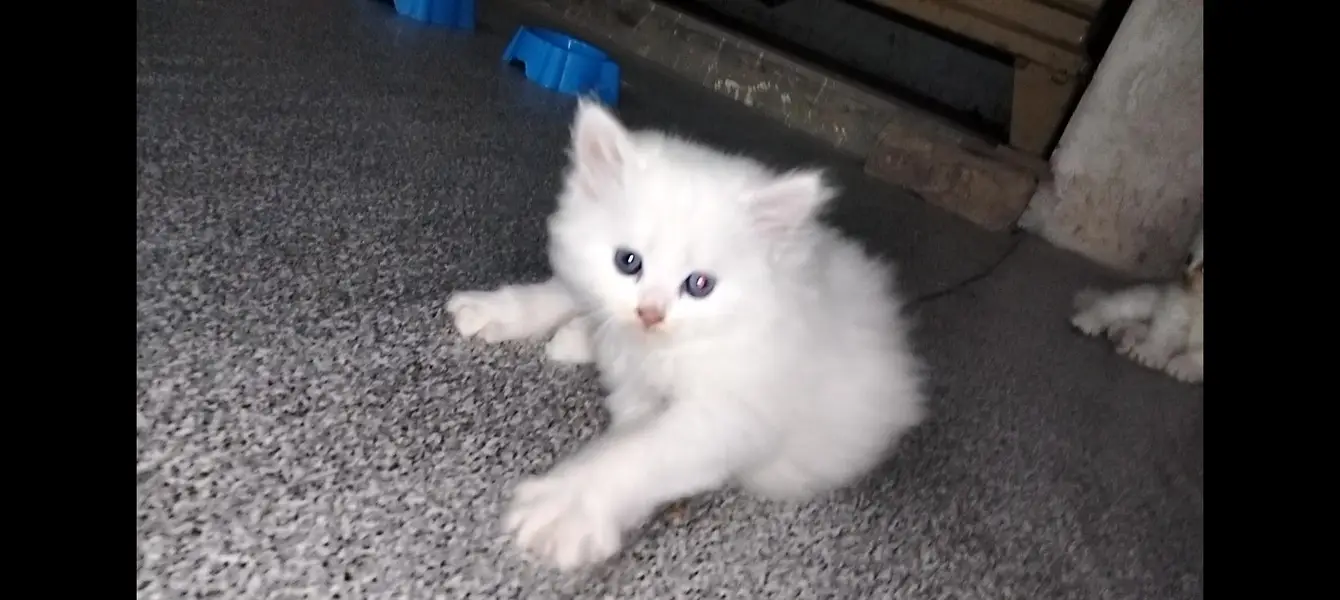 Male Perssian kitten available — photo 10