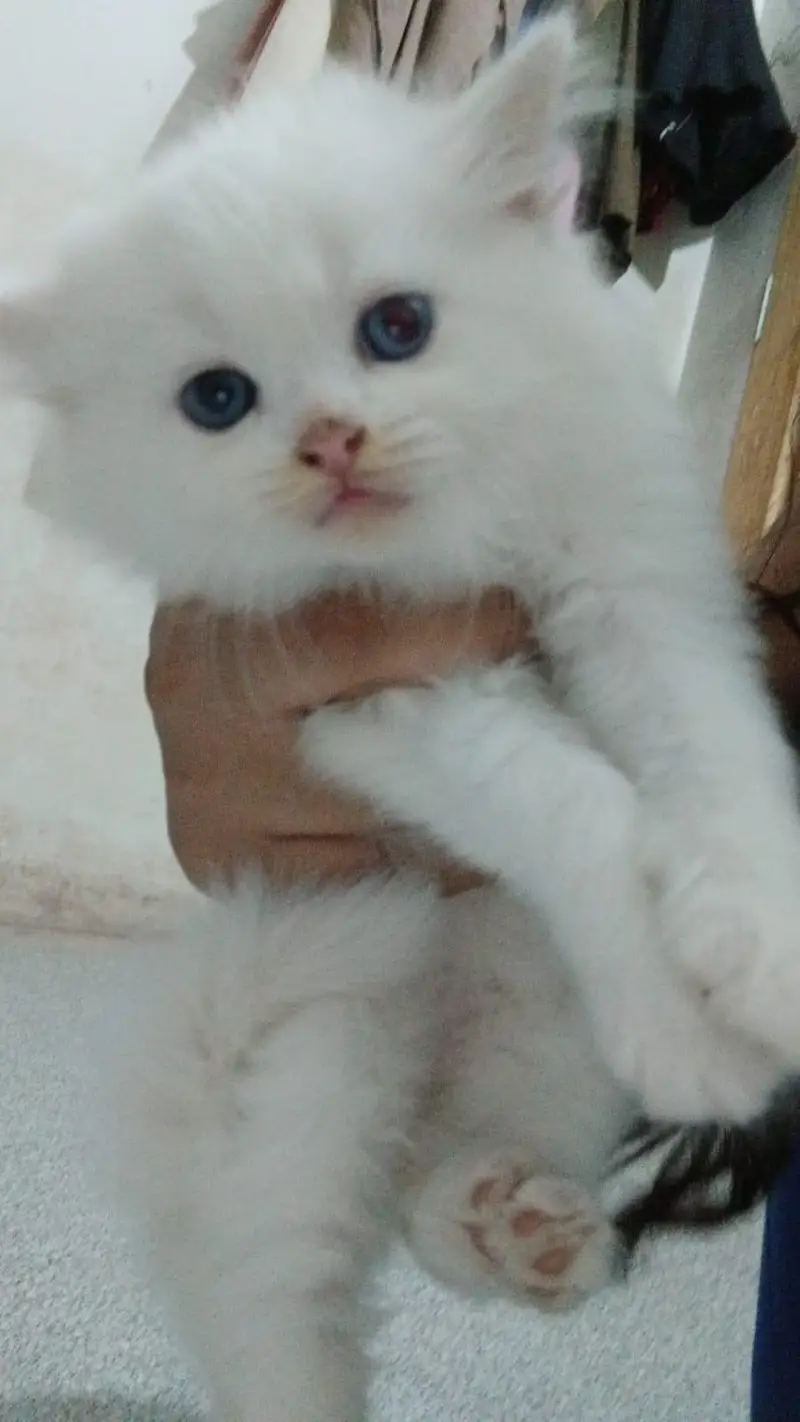 Male Perssian kitten available — photo 11