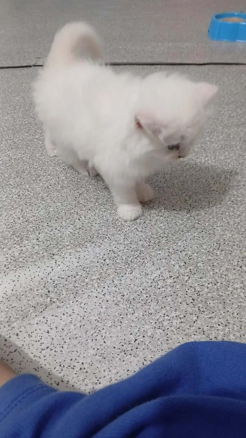 Male Perssian kitten available — photo 12
