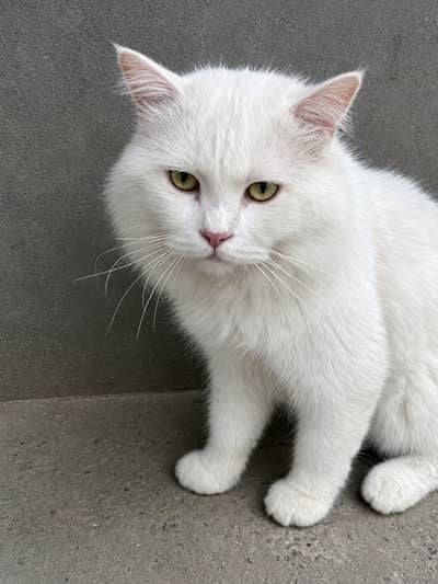 White Persian male cat