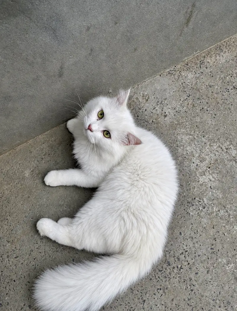 White Persian male cat — photo 2