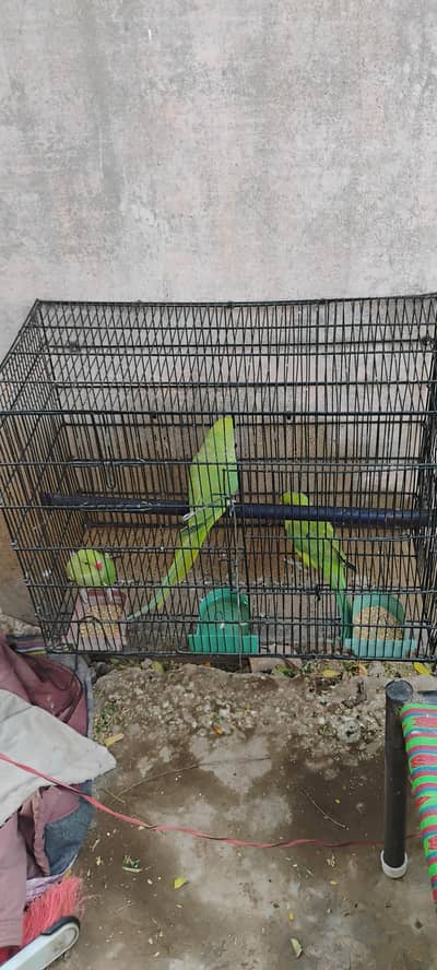 Ringneck parrots for sale with cage