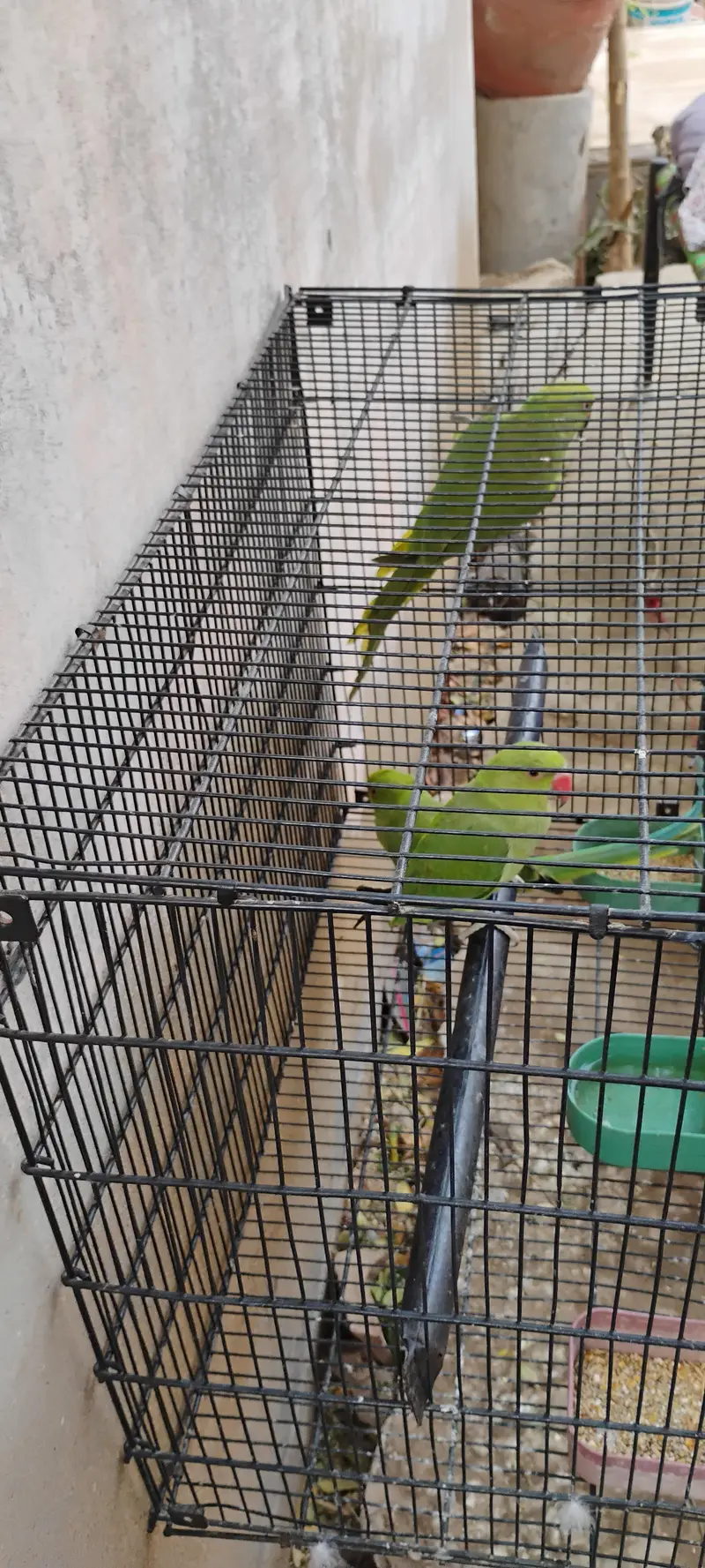 Ringneck parrots for sale with cage — photo 5