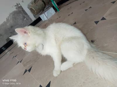 "Persian Cat For Sale_healthy & Cute"