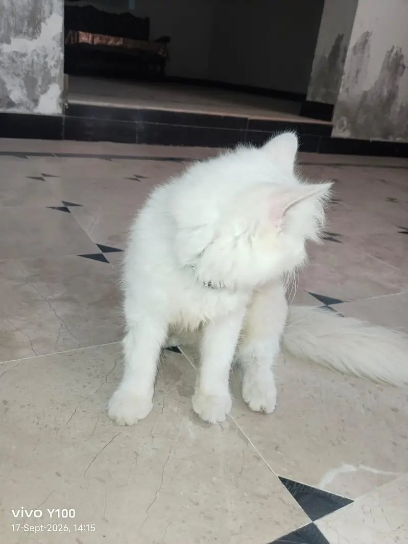 "Persian Cat For Sale_healthy & Cute" — photo 2