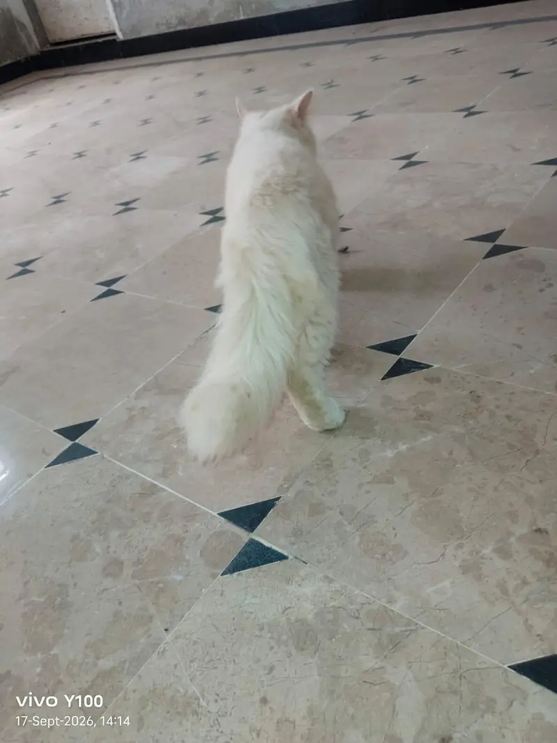"Persian Cat For Sale_healthy & Cute" — photo 3