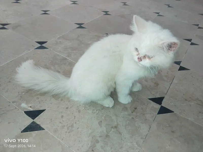 "Persian Cat For Sale_healthy & Cute" — photo 4