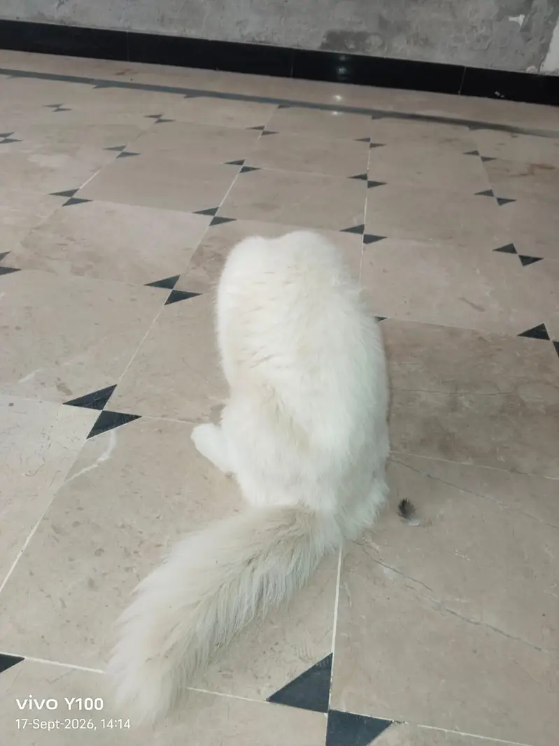 "Persian Cat For Sale_healthy & Cute" — photo 5