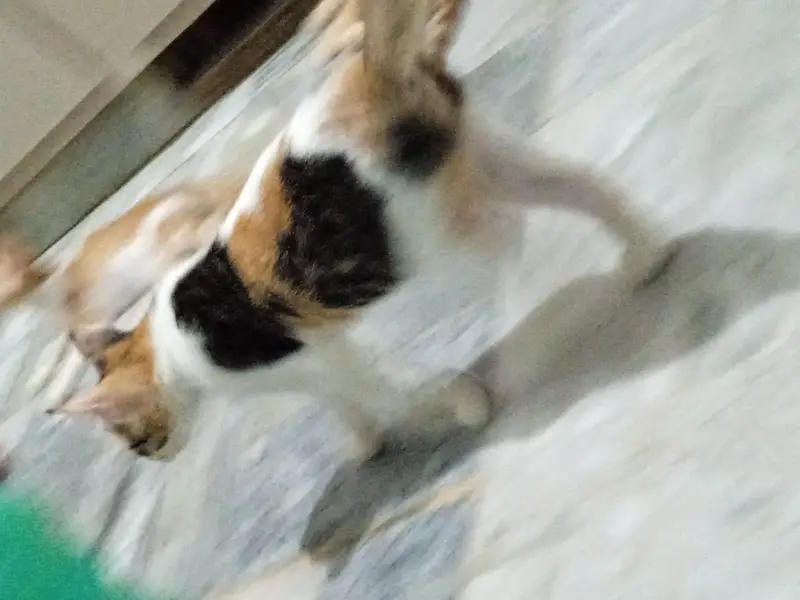 For adaptation — photo 6