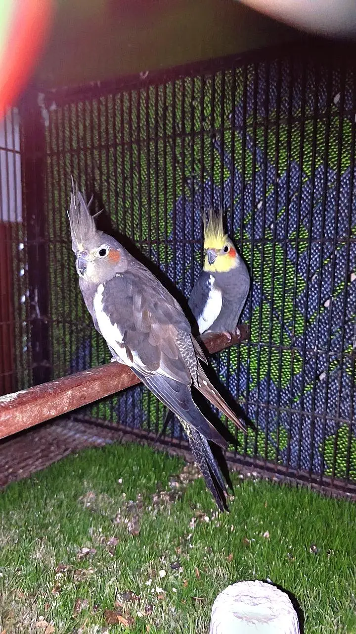 Cocktails — photo 2