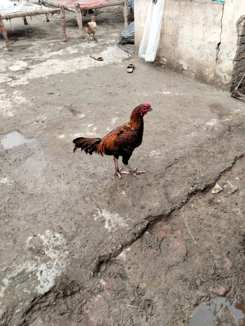 aseel murghy for sale — photo 2