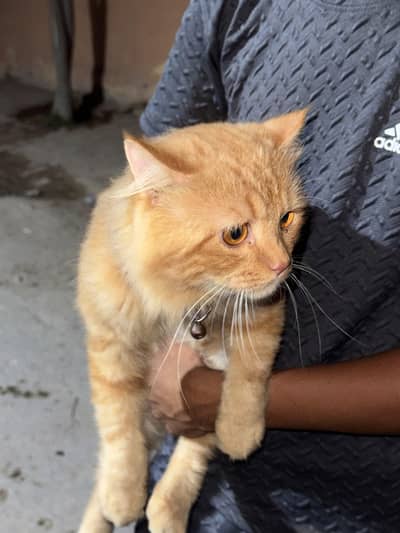 a cat for sale 6 months