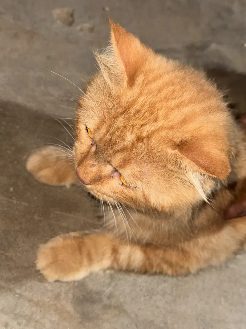 a cat for sale 6 months — photo 2