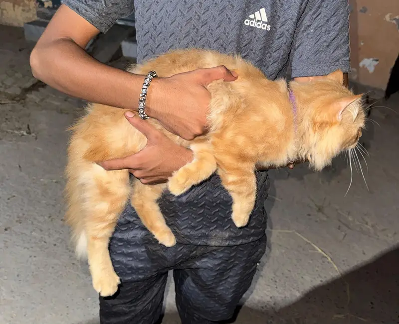 a cat for sale 6 months — photo 3