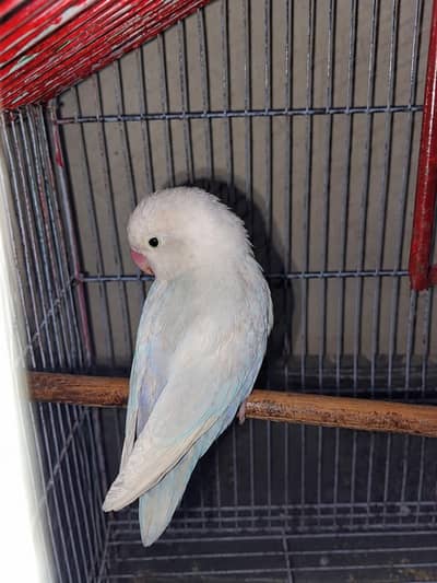 pale fellow love birds white color