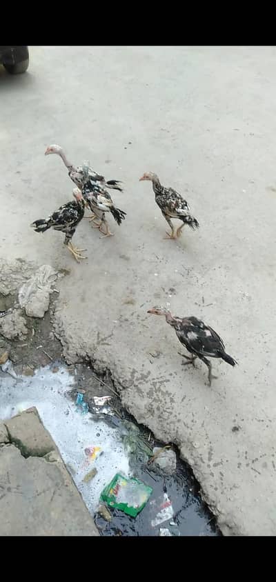 aseel mianwai murgha with 2 Hens and 2 pairs mianwali chosy
