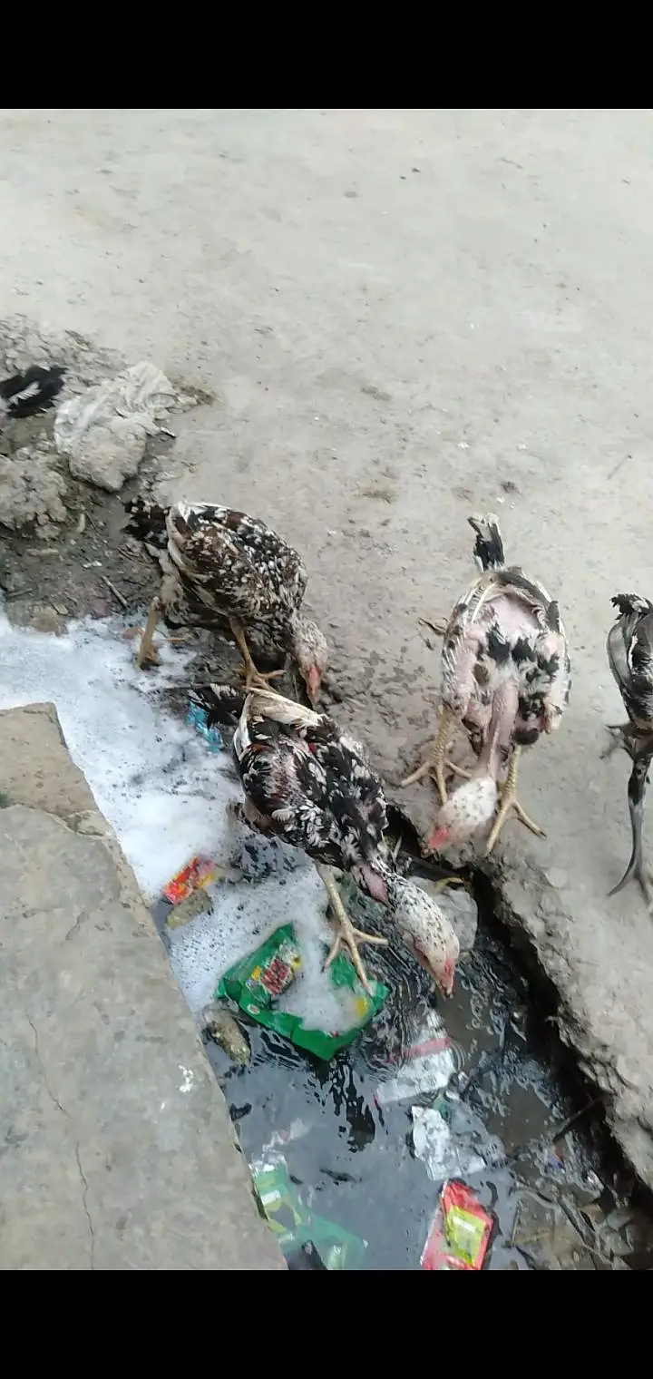aseel mianwai murgha with 2 Hens and 2 pairs mianwali chosy — photo 2