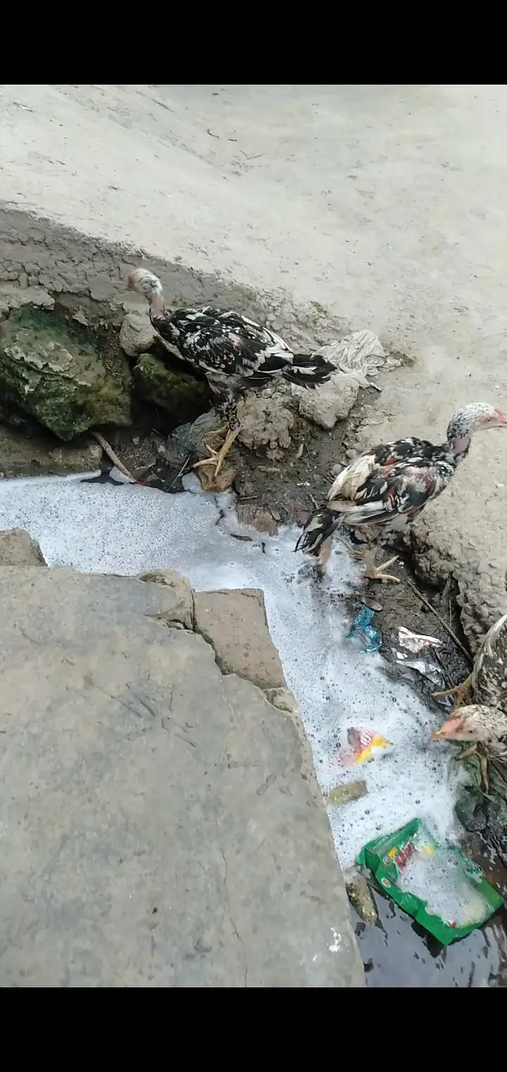 aseel mianwai murgha with 2 Hens and 2 pairs mianwali chosy — photo 3