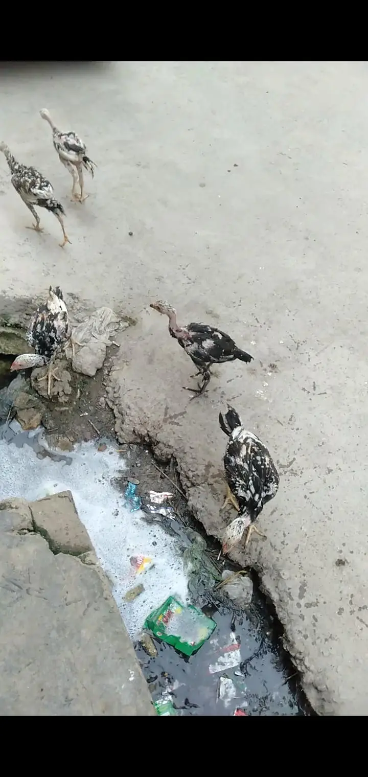 aseel mianwai murgha with 2 Hens and 2 pairs mianwali chosy — photo 4