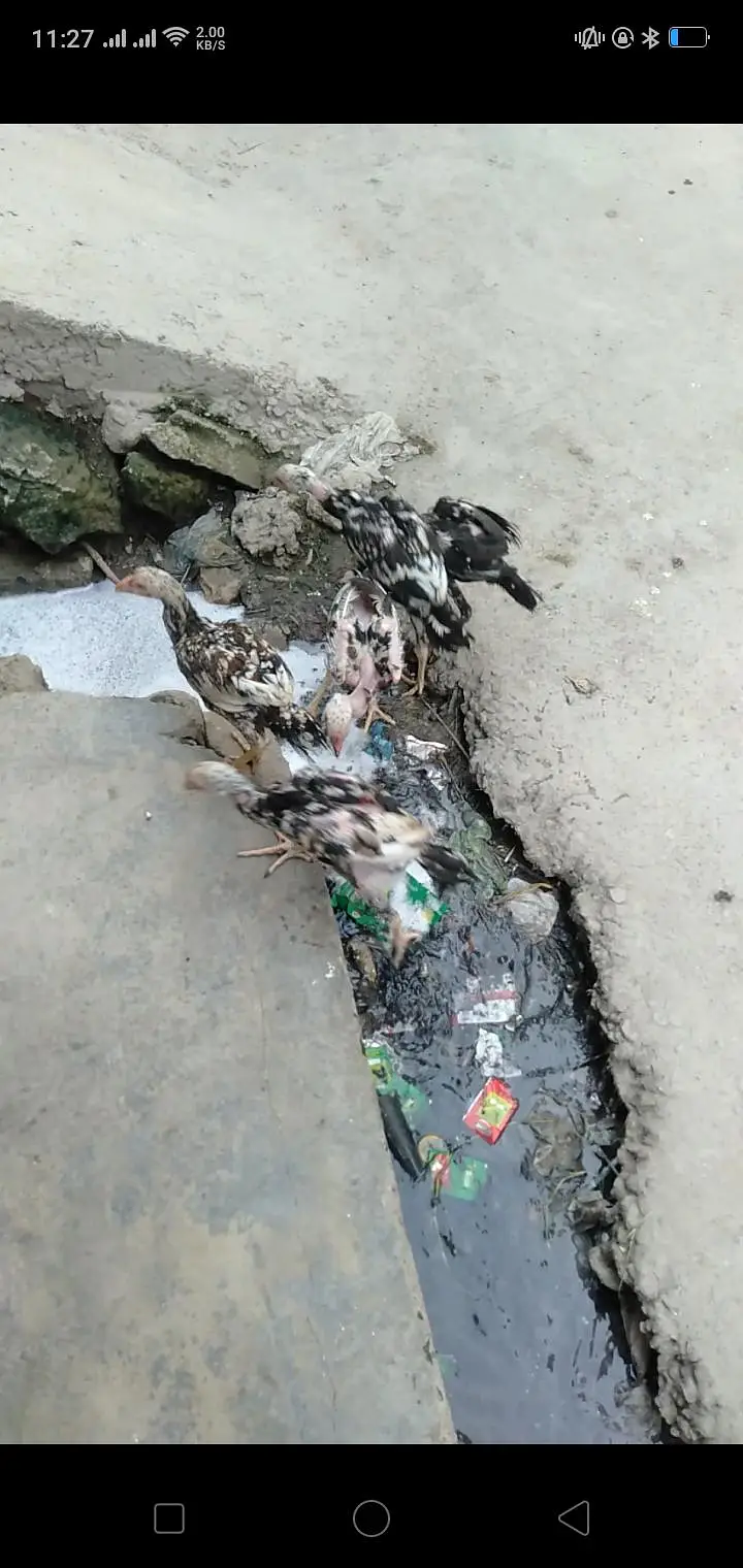 aseel mianwai murgha with 2 Hens and 2 pairs mianwali chosy — photo 5