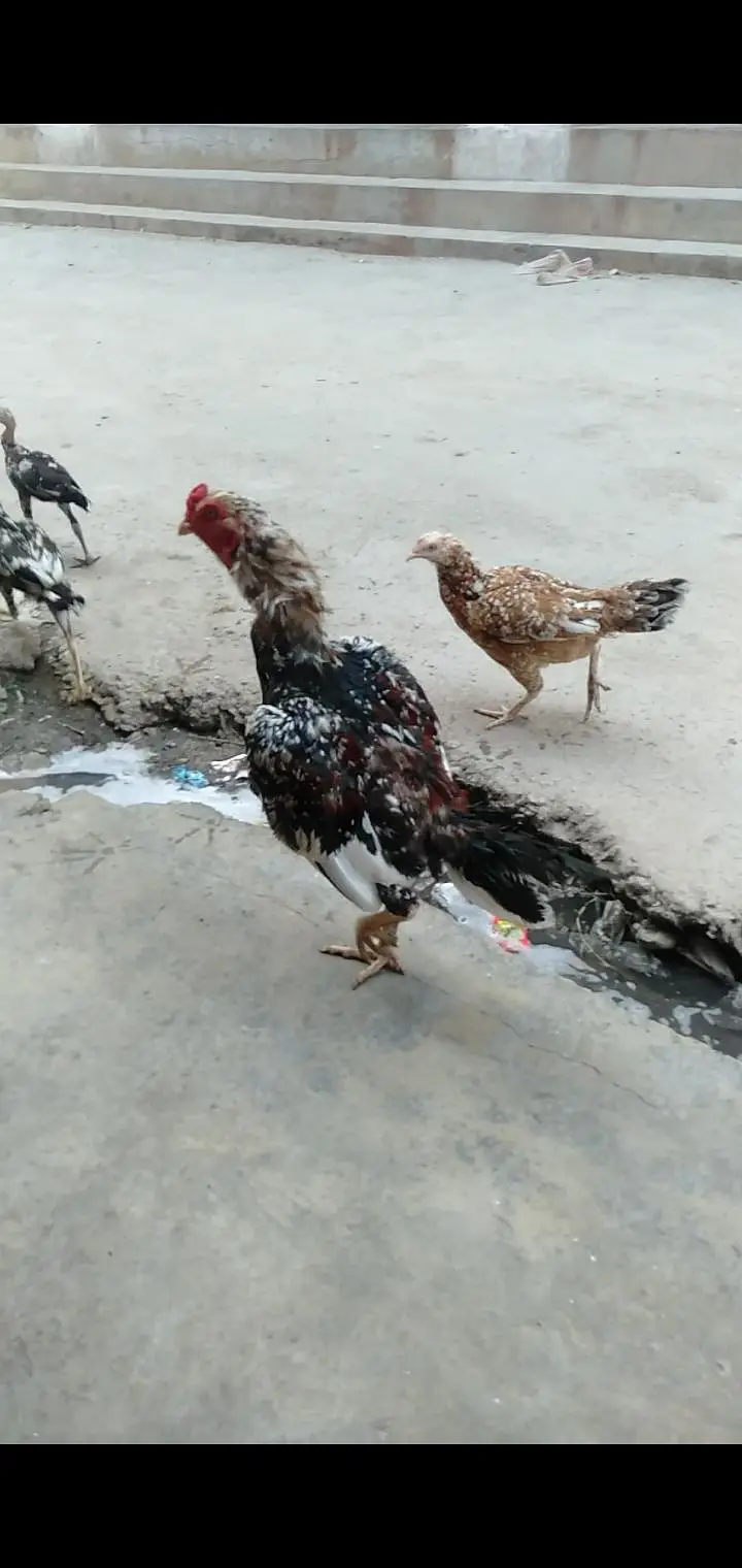 aseel mianwai murgha with 2 Hens and 2 pairs mianwali chosy — photo 6