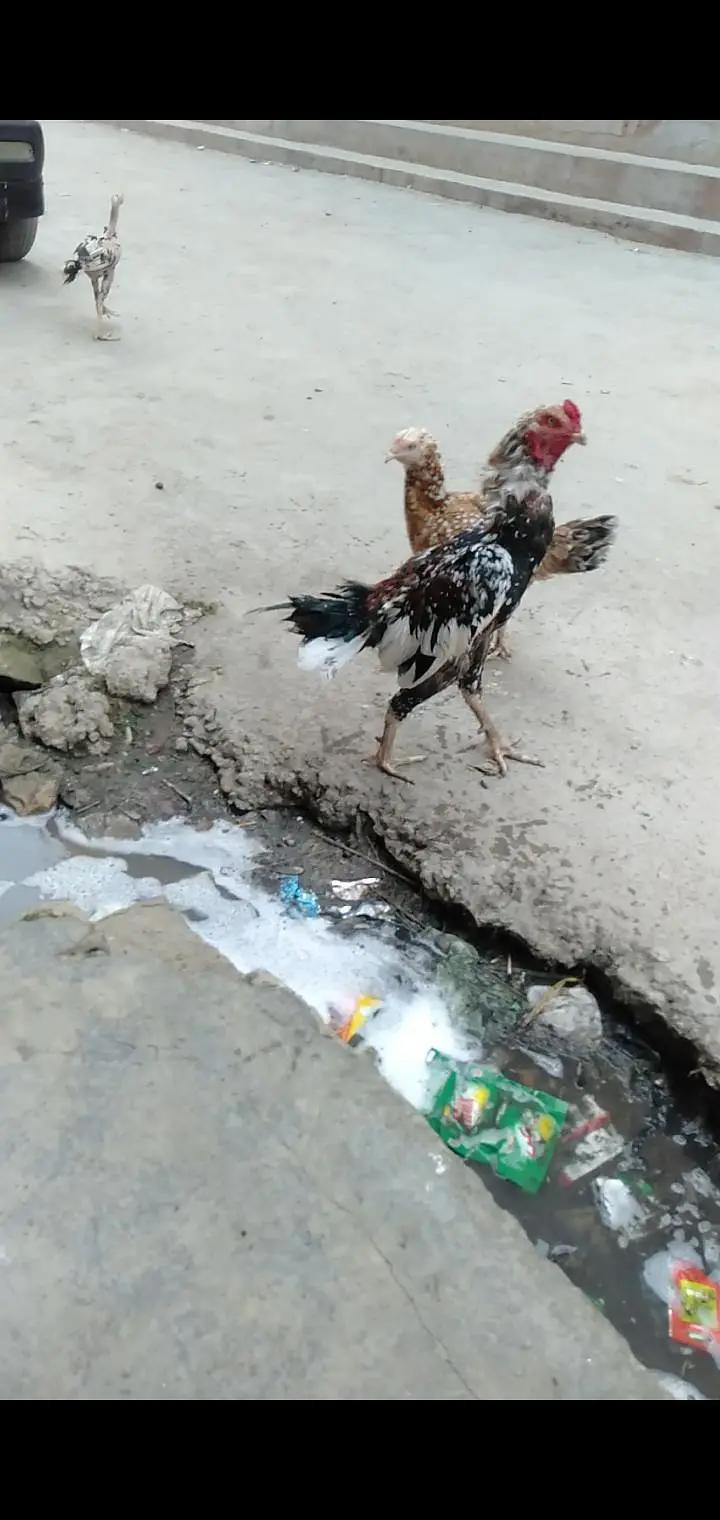 aseel mianwai murgha with 2 Hens and 2 pairs mianwali chosy — photo 7