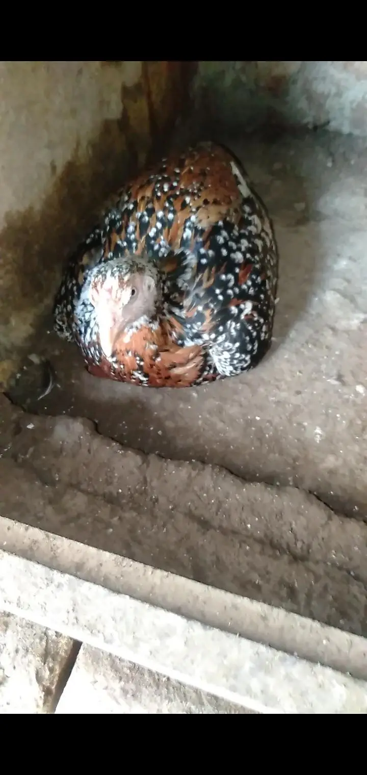 aseel mianwai murgha with 2 Hens and 2 pairs mianwali chosy — photo 8