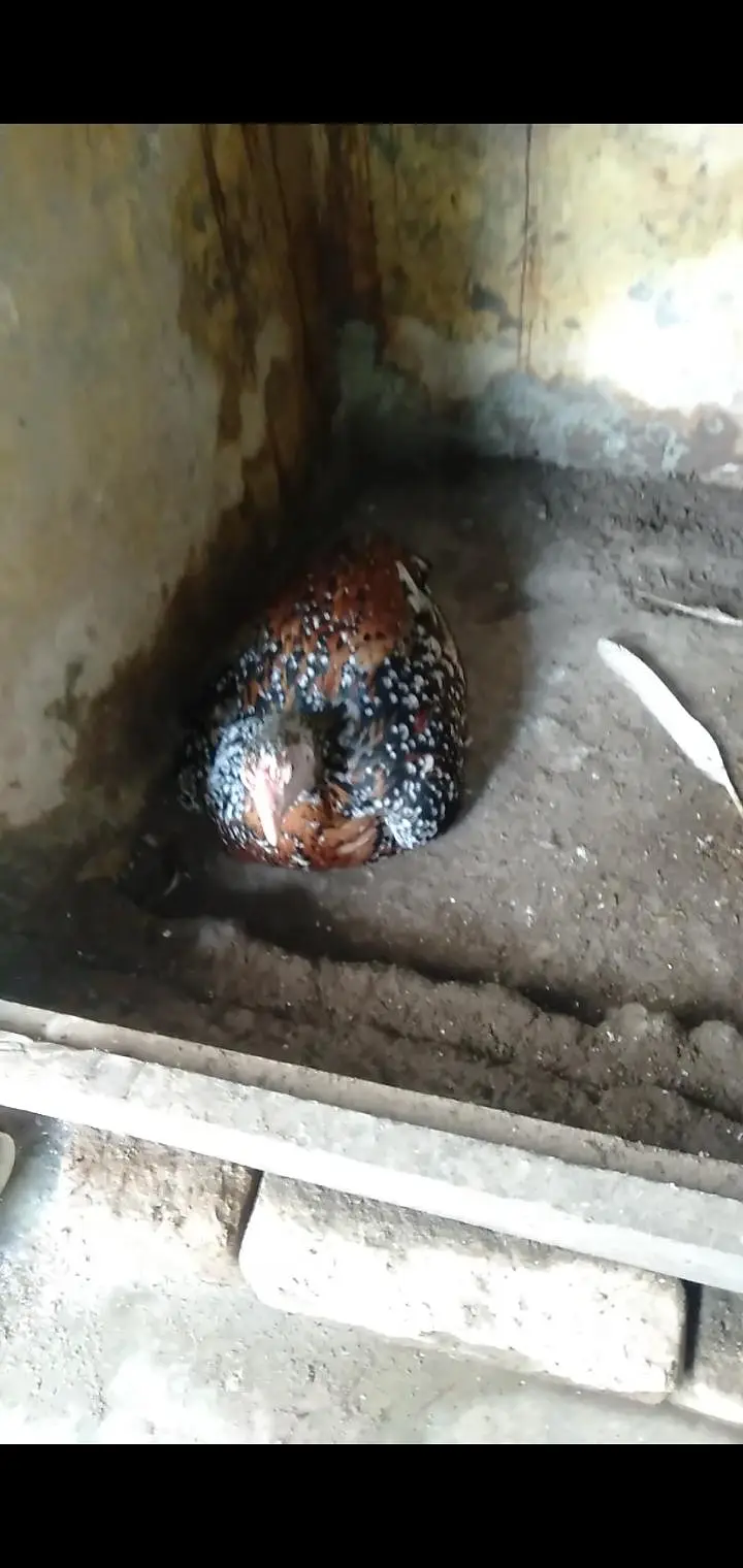 aseel mianwai murgha with 2 Hens and 2 pairs mianwali chosy — photo 9
