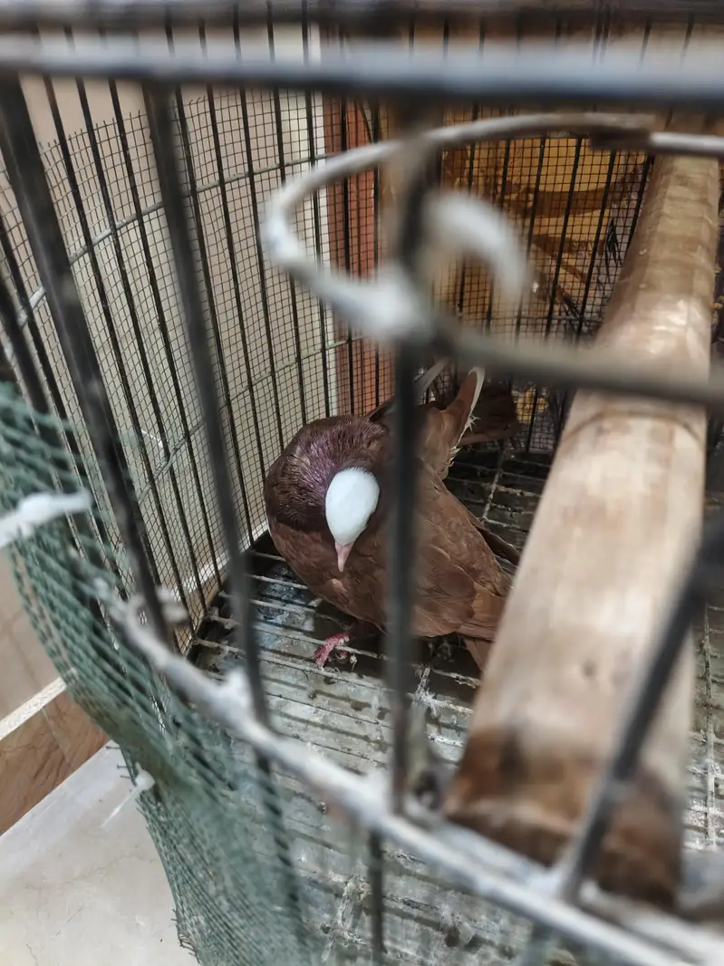 Red Mukhi — photo 2