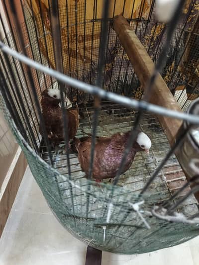 Red Mukhi and Fawn Owl Finch Breeder Pairs