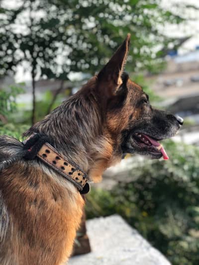 German shepherd female