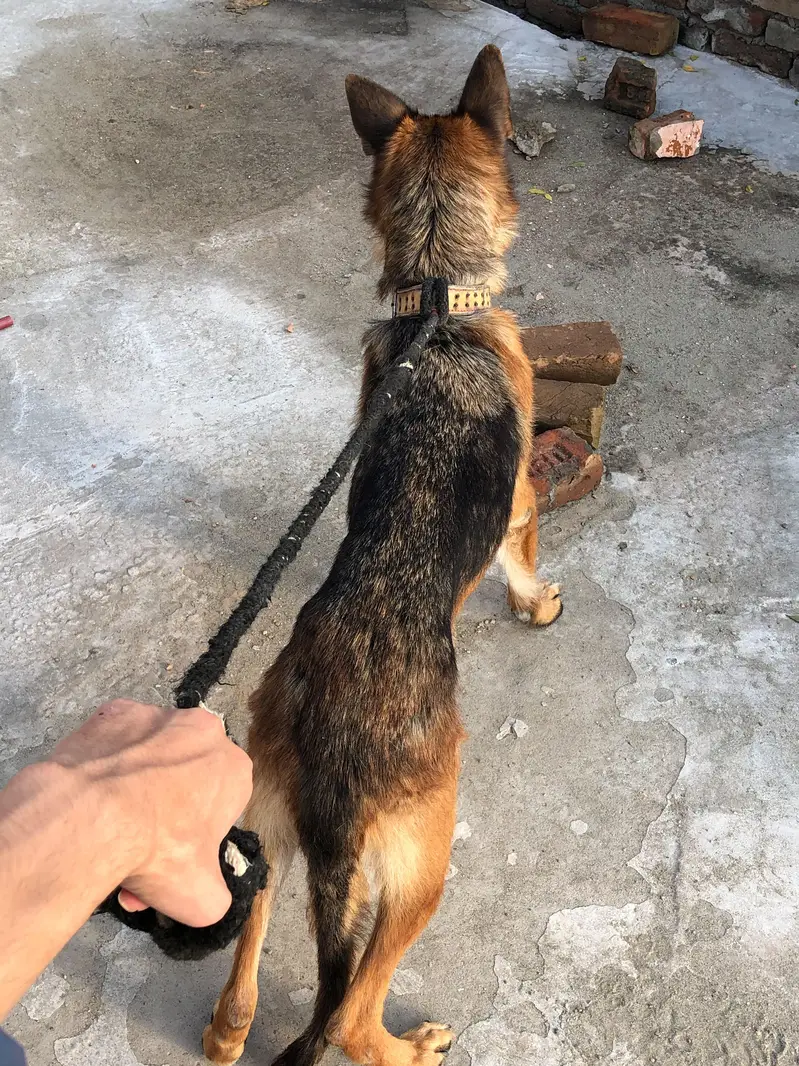 German shepherd female — photo 2