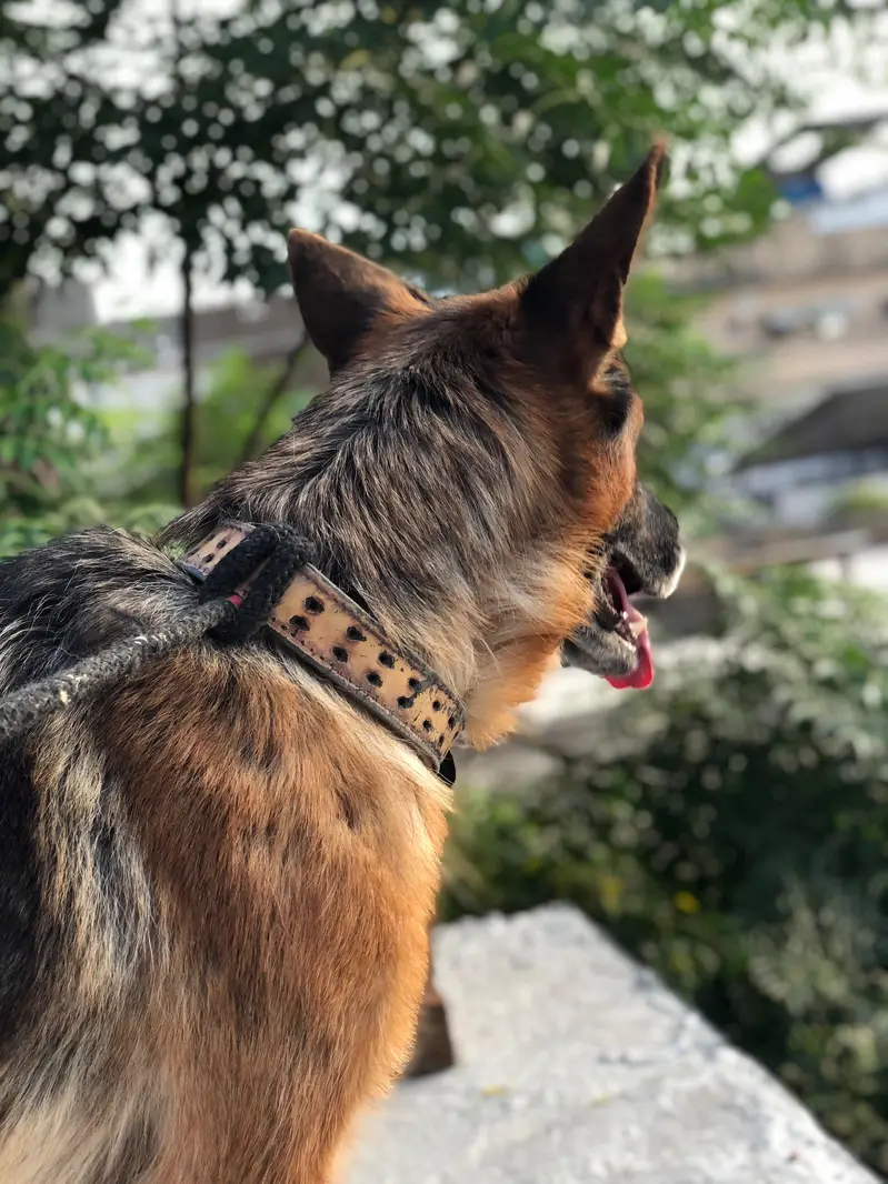 German shepherd female — photo 3