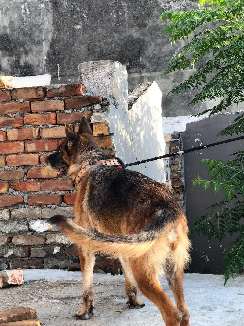 German shepherd female — photo 4