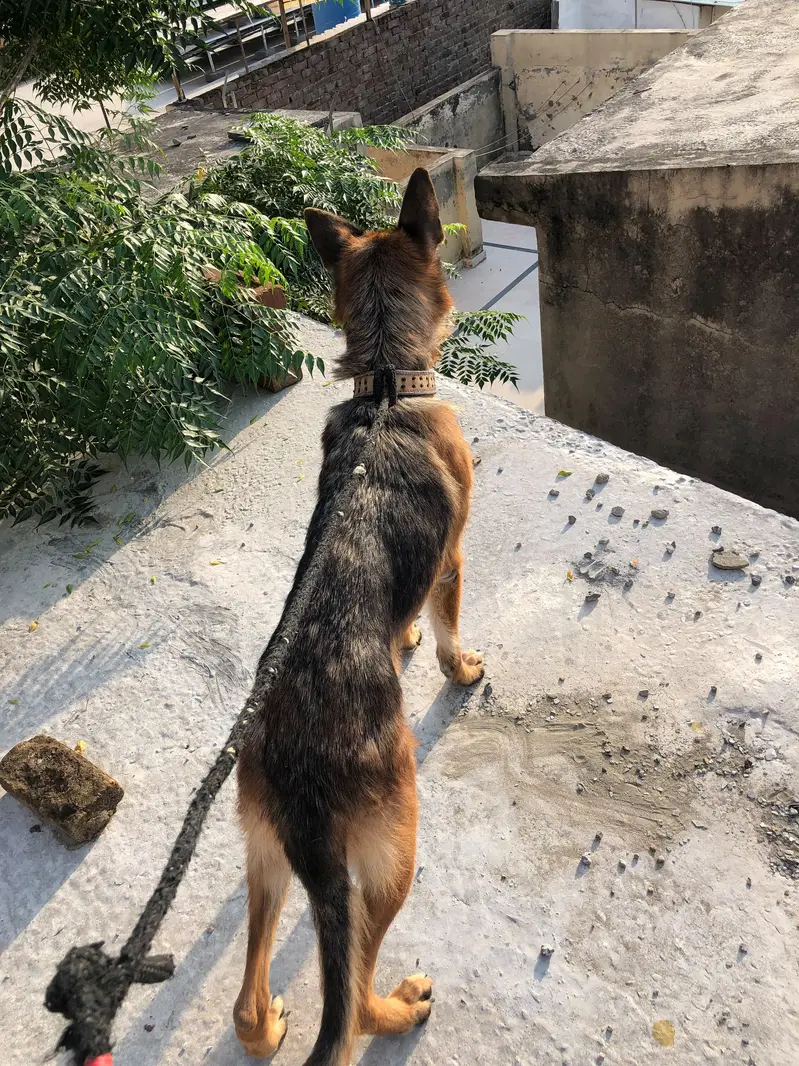 German shepherd female — photo 5
