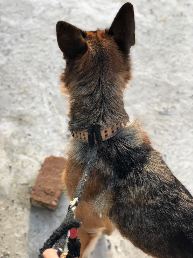 German shepherd female — photo 6