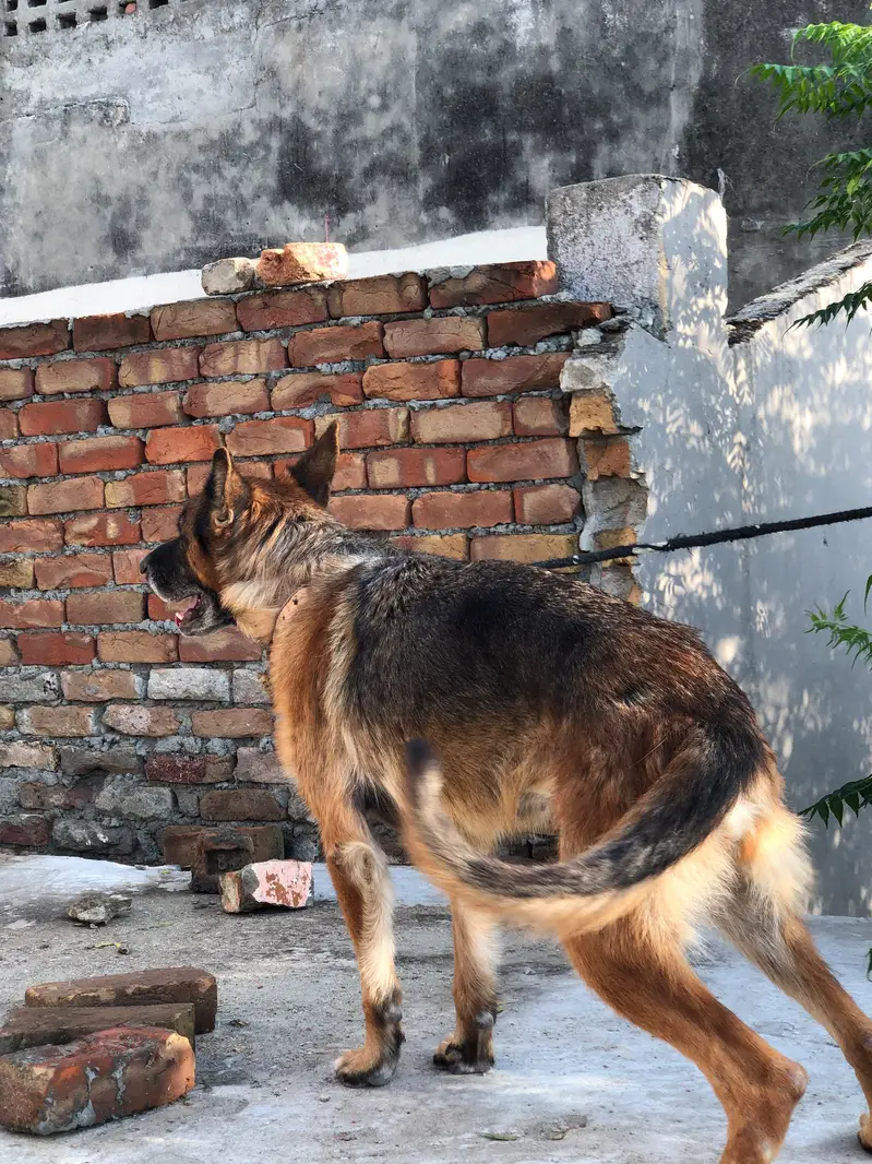 German shepherd female — photo 7