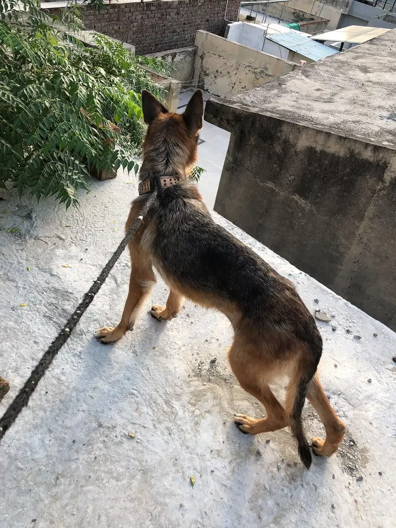 German shepherd female — photo 8