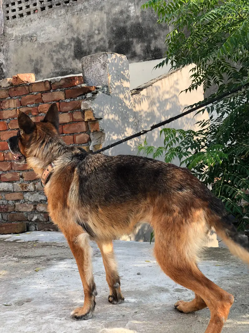 German shepherd female — photo 9