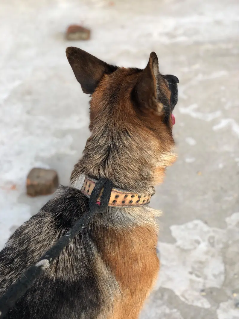 German shepherd female — photo 10