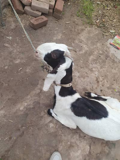 Beetal Bakri 2 years ki for sale